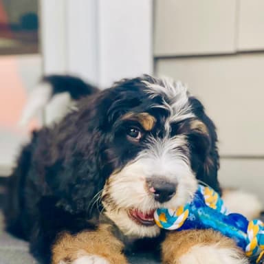 Rio Grande, the Bernedoodle that One Puppy is built for